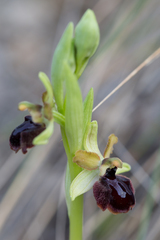 Ophrys sphegodes passionis