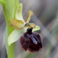 Ophrys sphegodes passionis