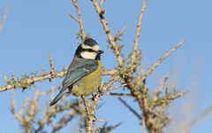Cyanistes teneriffae degener