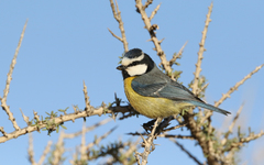 Cyanistes teneriffae degener
