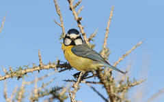 Cyanistes teneriffae degener