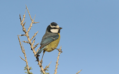 Cyanistes teneriffae degener