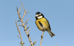 Cyanistes teneriffae degener