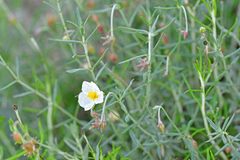 Helianthemum apenninum