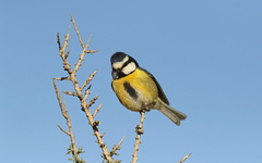 Cyanistes teneriffae degener