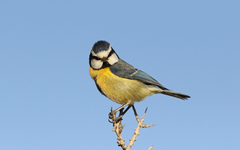 Cyanistes teneriffae degener