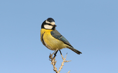 Cyanistes teneriffae degener