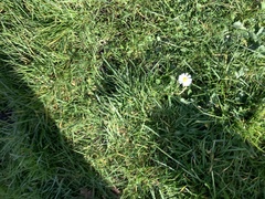 Bellis perennis