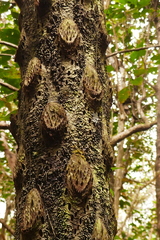 Cyathea glauca