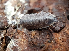 Porcellio violaceus