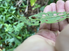 Agomadaranus pardaloides