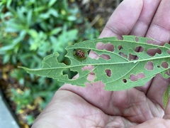 Agomadaranus pardaloides