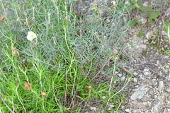 Helianthemum apenninum