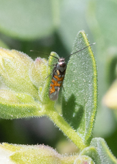 Neoheliodines vernius