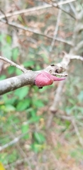 Callirhytis quercusventricosa