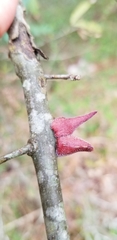 Callirhytis quercusventricosa