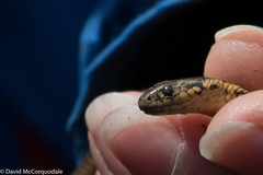 Thamnophis butleri