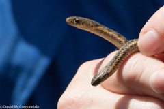 Thamnophis butleri