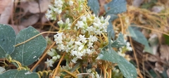 Cuscuta tinctoria