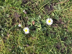 Bellis perennis