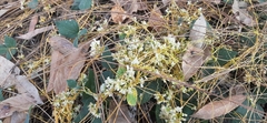 Cuscuta tinctoria