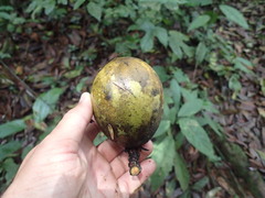 Autranella congolensis