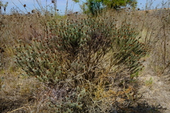 Oedera fruticosa