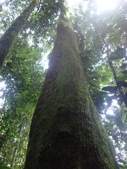 Autranella congolensis