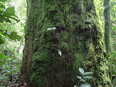 Autranella congolensis