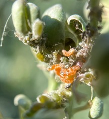Aphidoletes aphidimyza