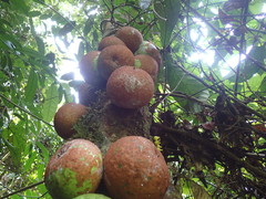 Omphalocarpum elatum