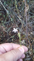 Pseuderanthemum praecox
