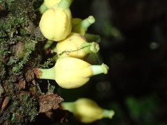 Omphalocarpum elatum