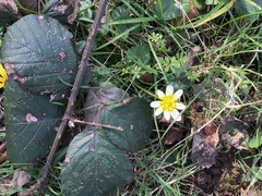 Ficaria verna