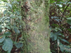 Omphalocarpum elatum