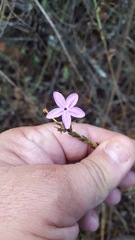 Pseuderanthemum praecox