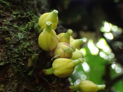 Omphalocarpum elatum