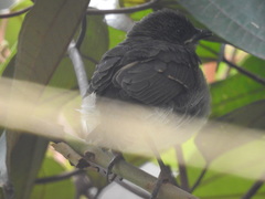 Turdus ignobilis