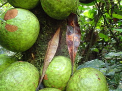 Omphalocarpum elatum