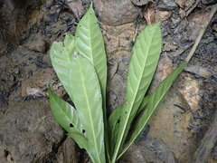 Omphalocarpum elatum