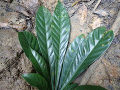 Omphalocarpum elatum