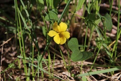 Viola praemorsa
