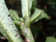 Omphalocarpum elatum