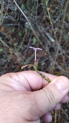 Pseuderanthemum praecox