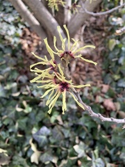 Hamamelis vernalis