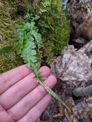Asplenium × ebenoides