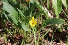 Viola praemorsa
