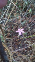 Pseuderanthemum praecox
