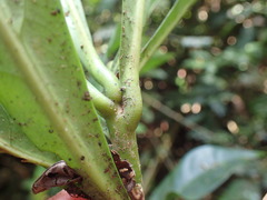 Omphalocarpum elatum