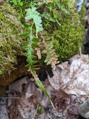 Asplenium × ebenoides